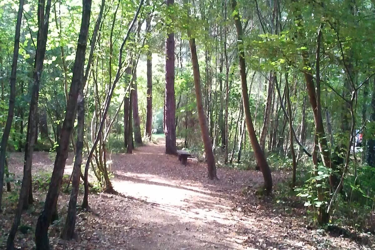 A sunlit woodland path in Itchen Valley Country Park