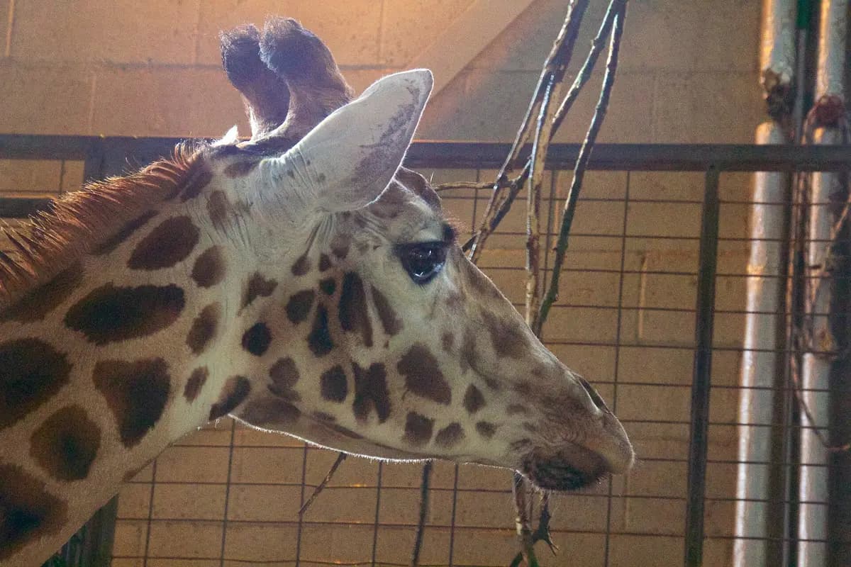 A giraffe looking out at Marwell Zoo