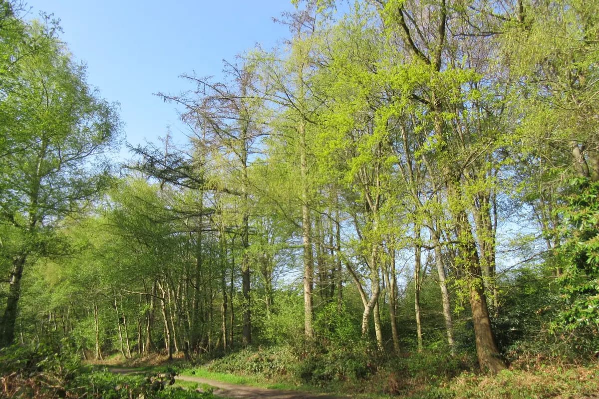 Tall trees in fresh spring leaf at Stoke Park Wood
